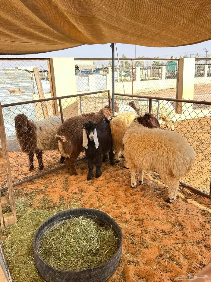 ذبايح بلدي فاخره 12