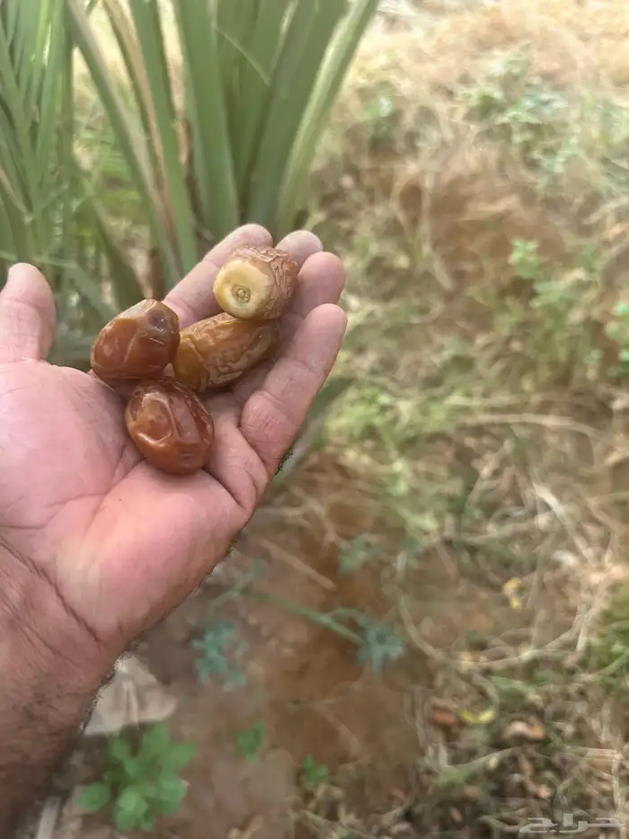 نخل مثمر فسائل وقلايع كلها طيبه 6