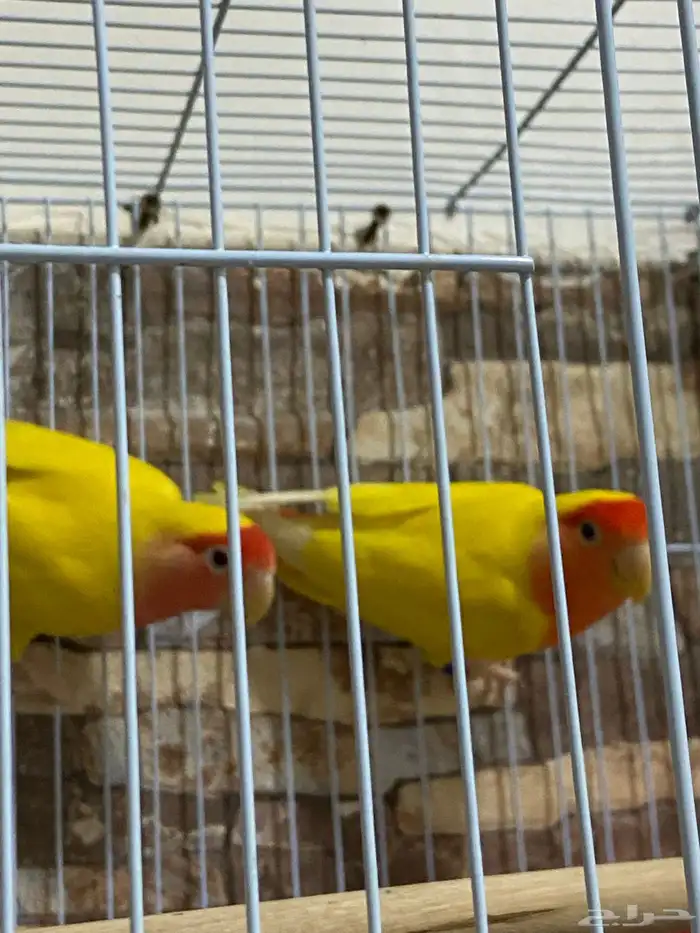 روز ذكر وأنثى 2