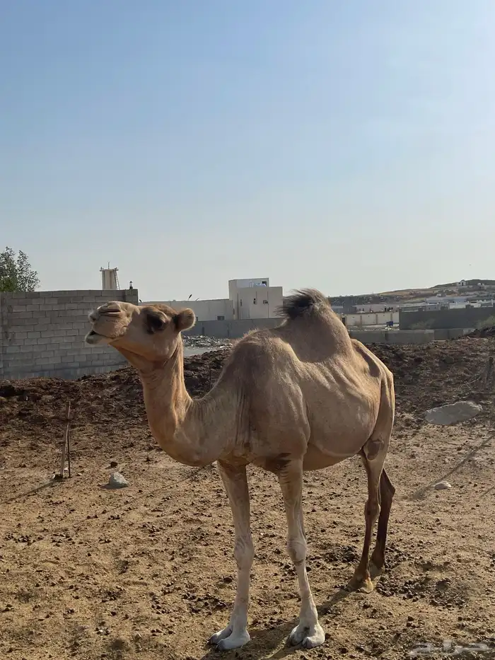 ابل للبيع 5