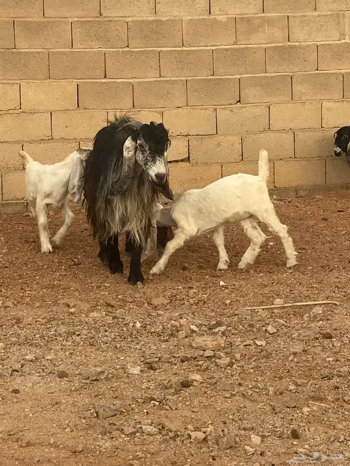معزا للبيع 2