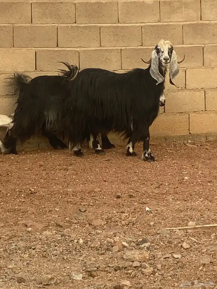 معزا للبيع 6