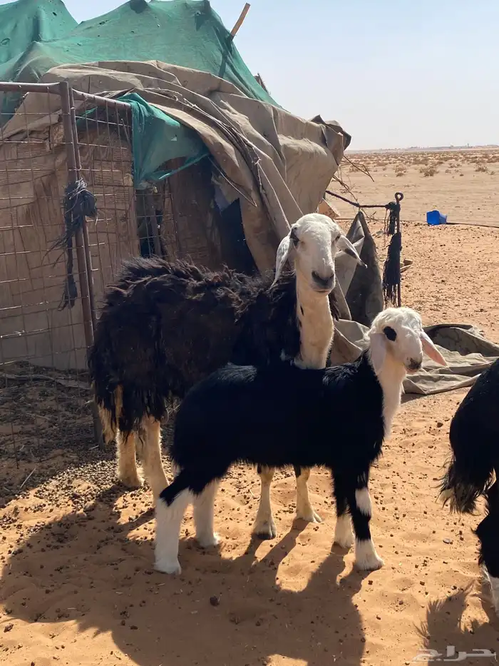 نجد متابيع 2