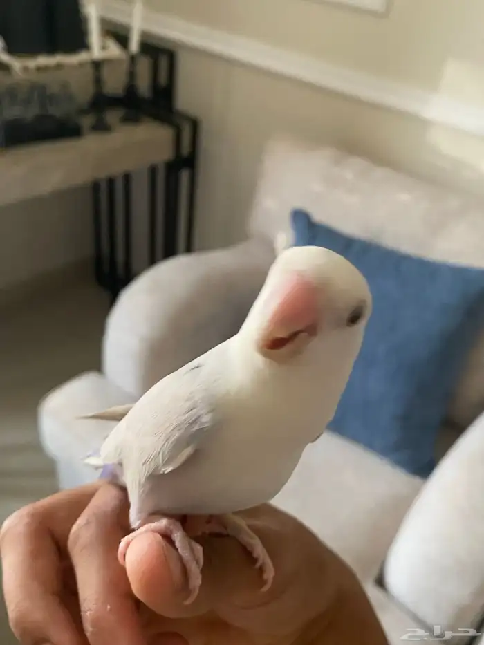 طيور حب نوع روز 0