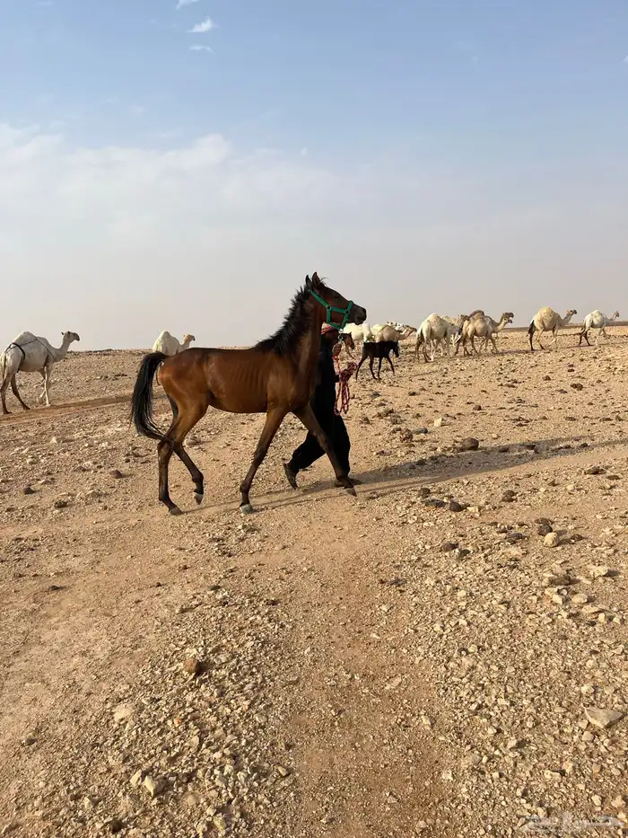 حصان عربي شعبي 10