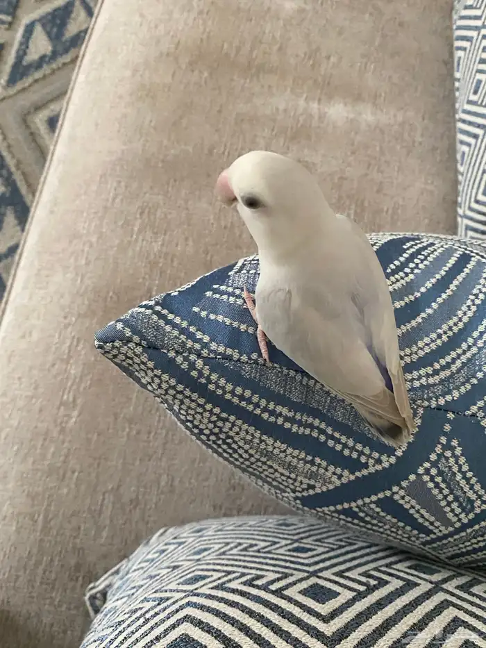 طيور حب نوع روز 1