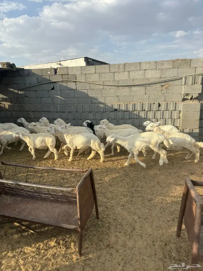 طليان 1