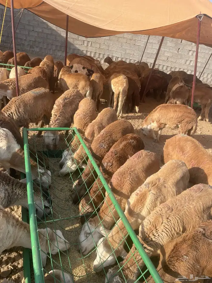 سواكن للبيع 1