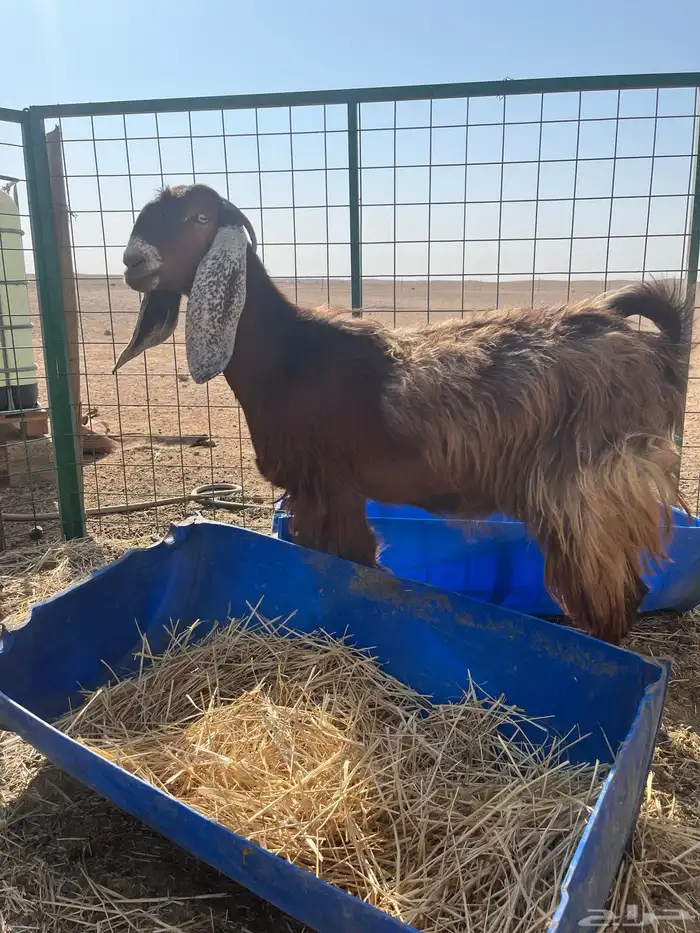 جفرات حيل فاخرات 1