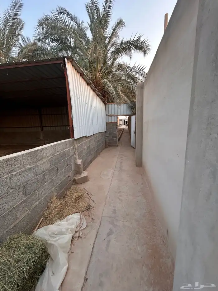للتقبيل موقع كامل للدواجن 16