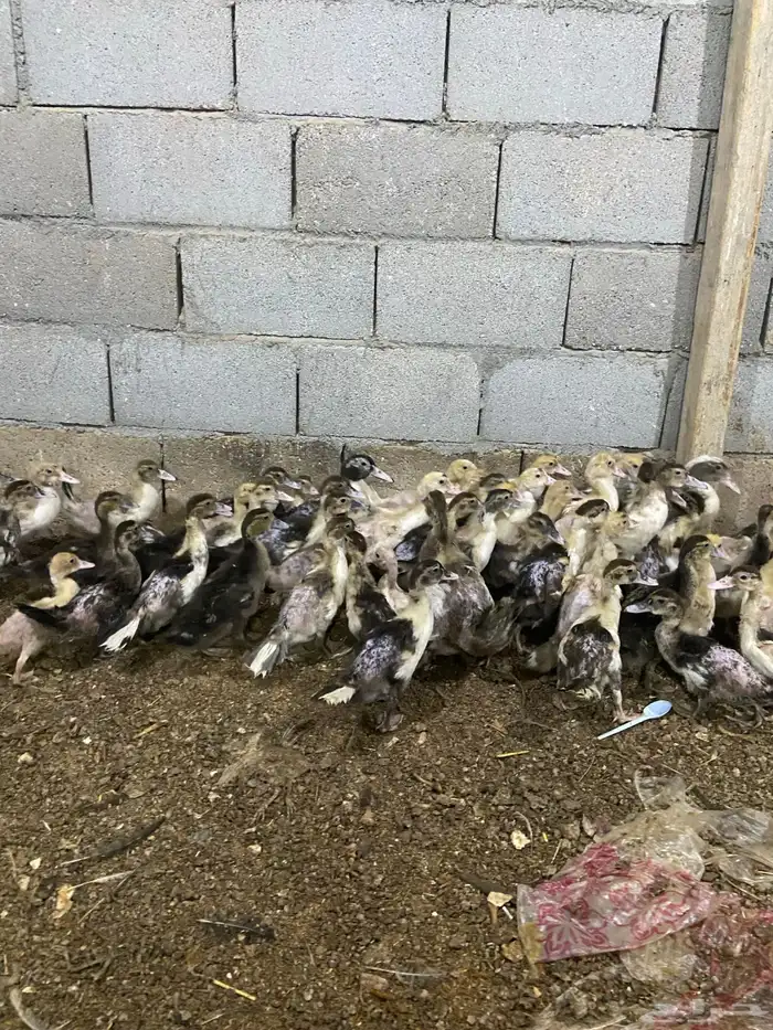فروخ بط مصري بح 2