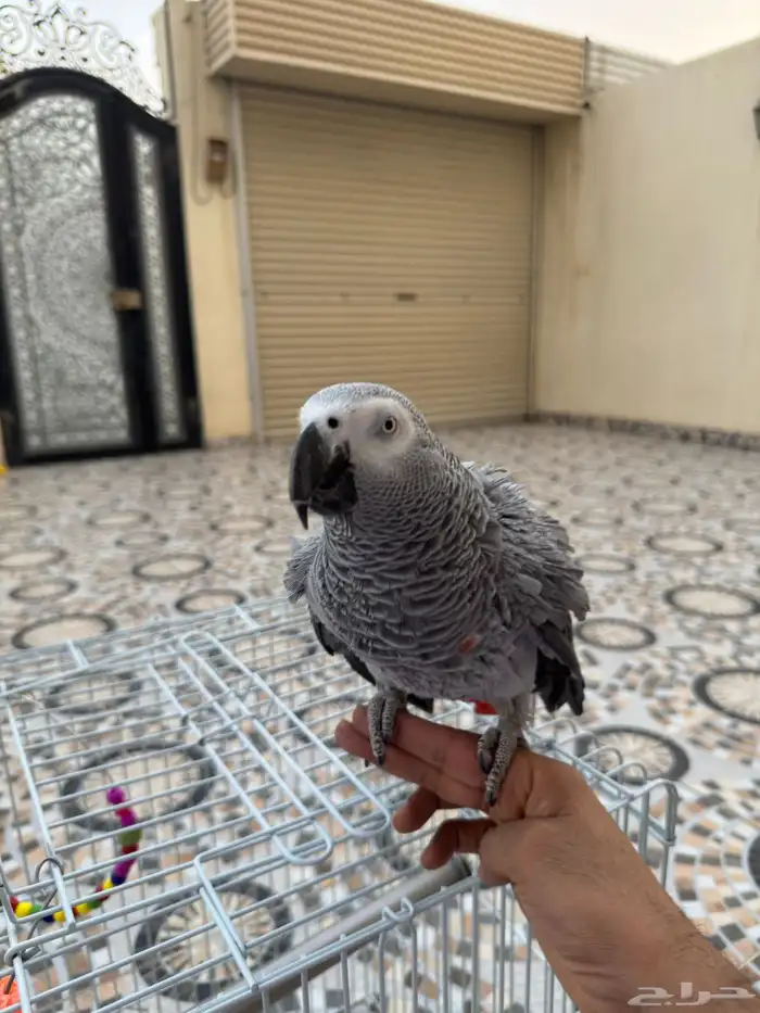 كاسكو اليف طفرة 1