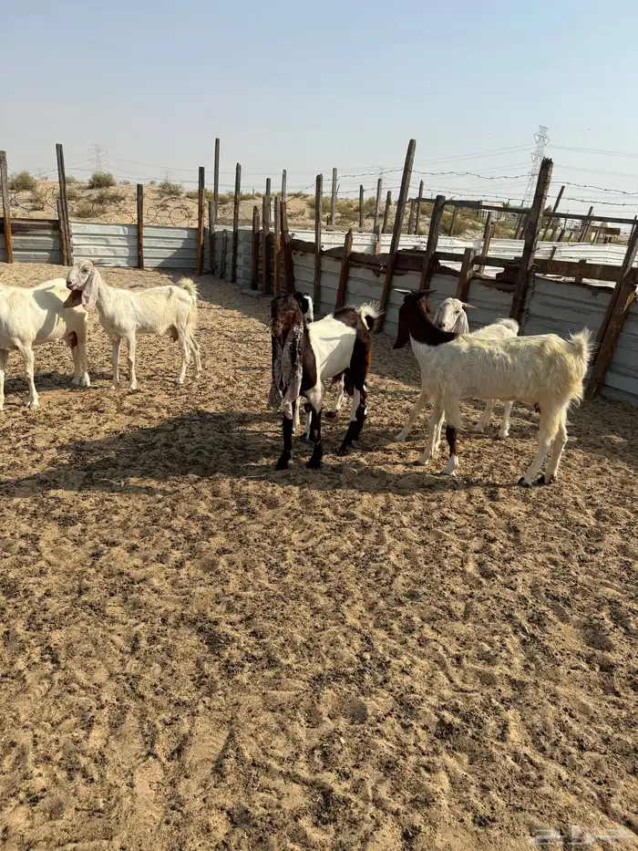 معزا مشريك 1