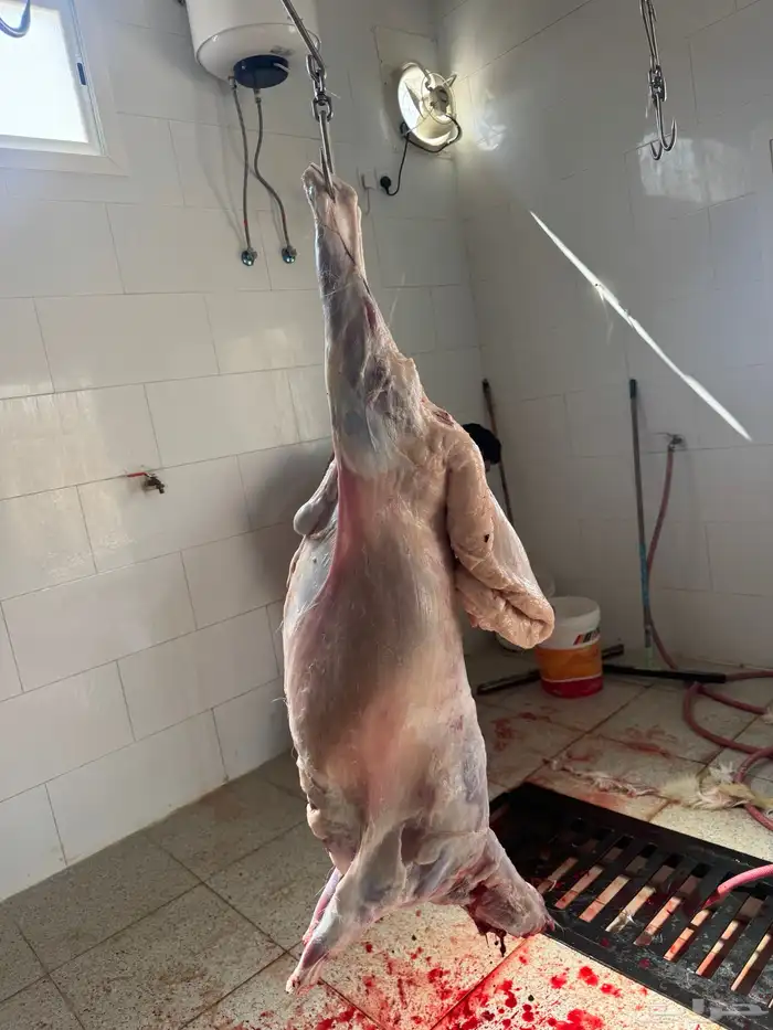 يوجد خرفان ورخال حريه بلدي علي الشرط مع السلخ والتوصيل 7