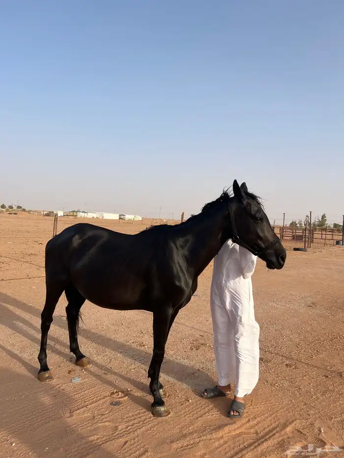 فرس شعبيه 0