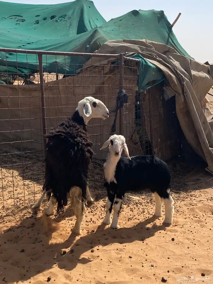 نجد متابيع 3