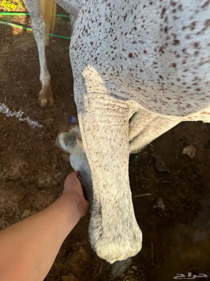 حصان خيل 2
