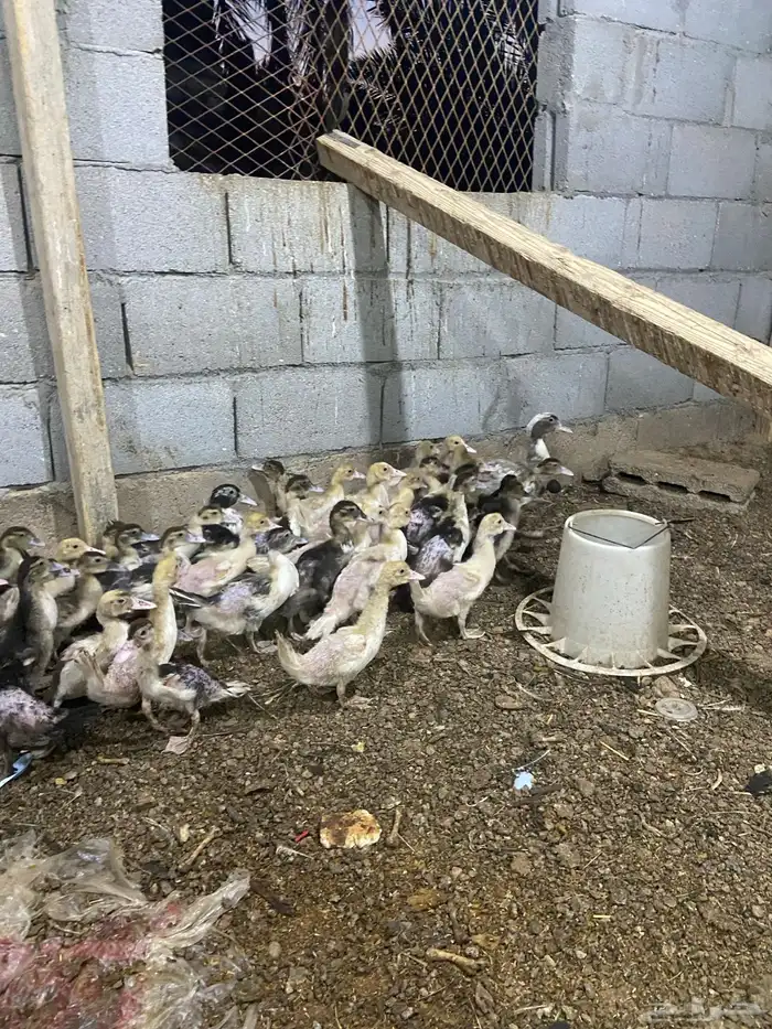 فروخ بط مصري بح 1