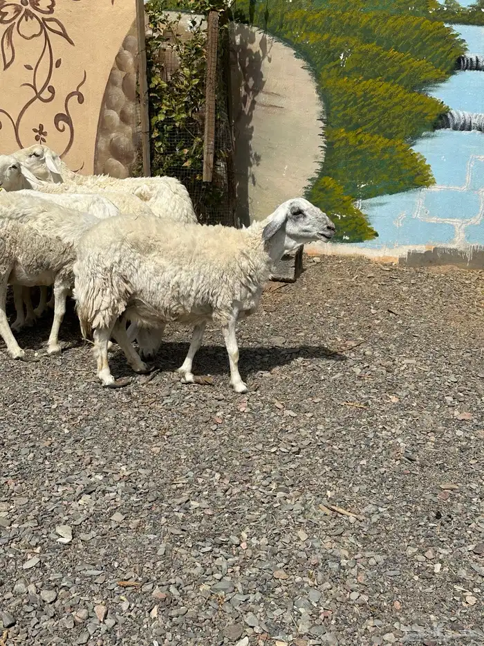 ضأن حريات دفيع وضريع باين 1