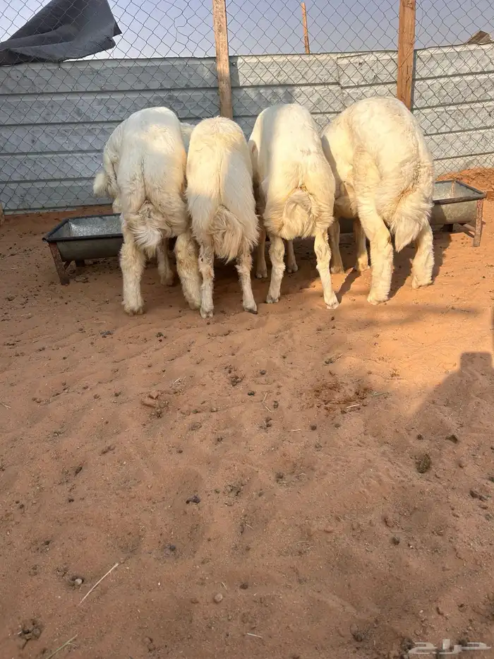 طليان حريات 2