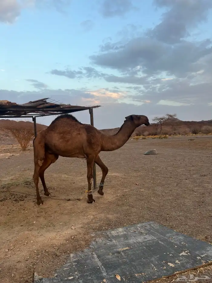 للبيع قعود على سلطان الصفر 1
