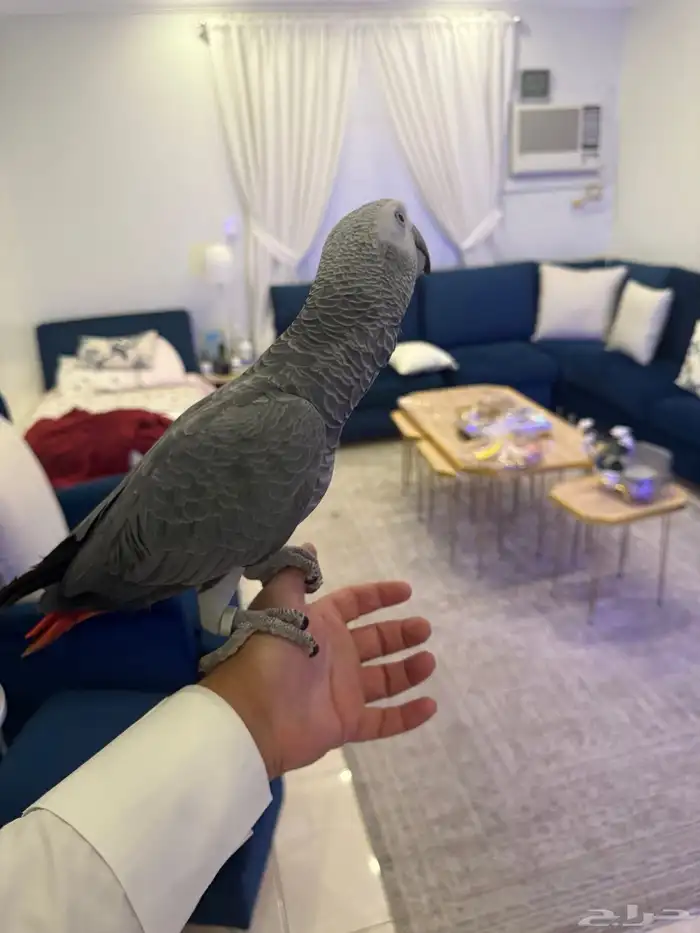 للبيع كاسكو كونغو أفريقي 1