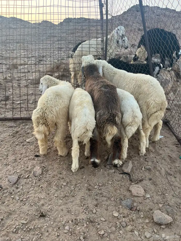 طليان حريه 3
