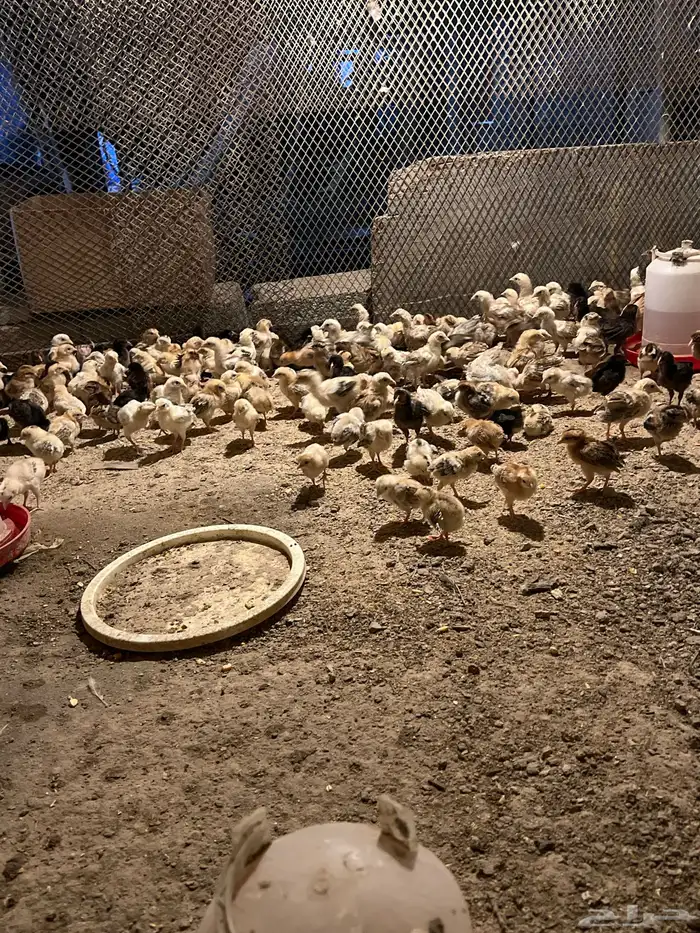 دجاج وصوص بلدي وفيومي كوشن مفتل العداد مفتوح 17