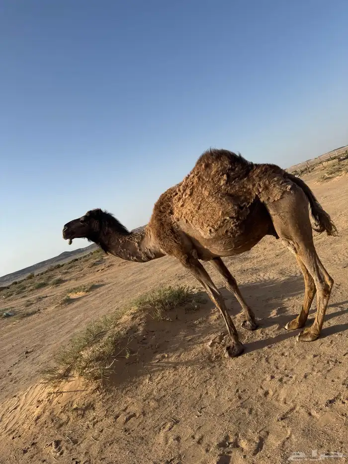 لقحه صفراء 1