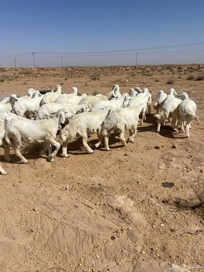 بهم حري مراح 0
