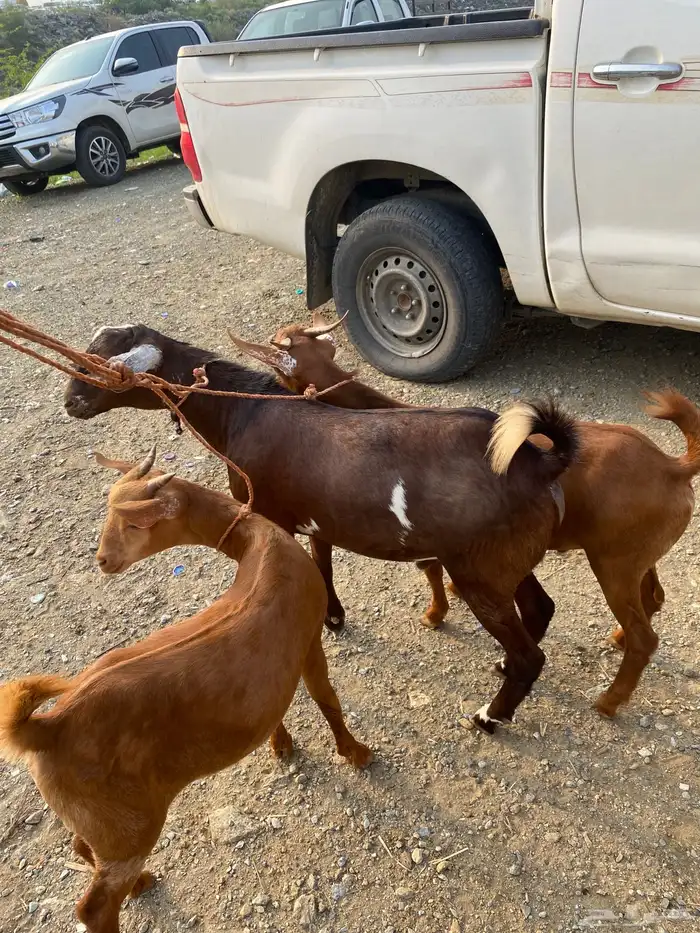 تيوس جذعان 1