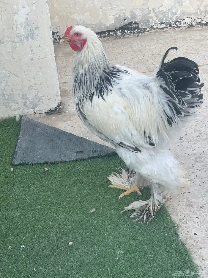براهما كولمبي 5