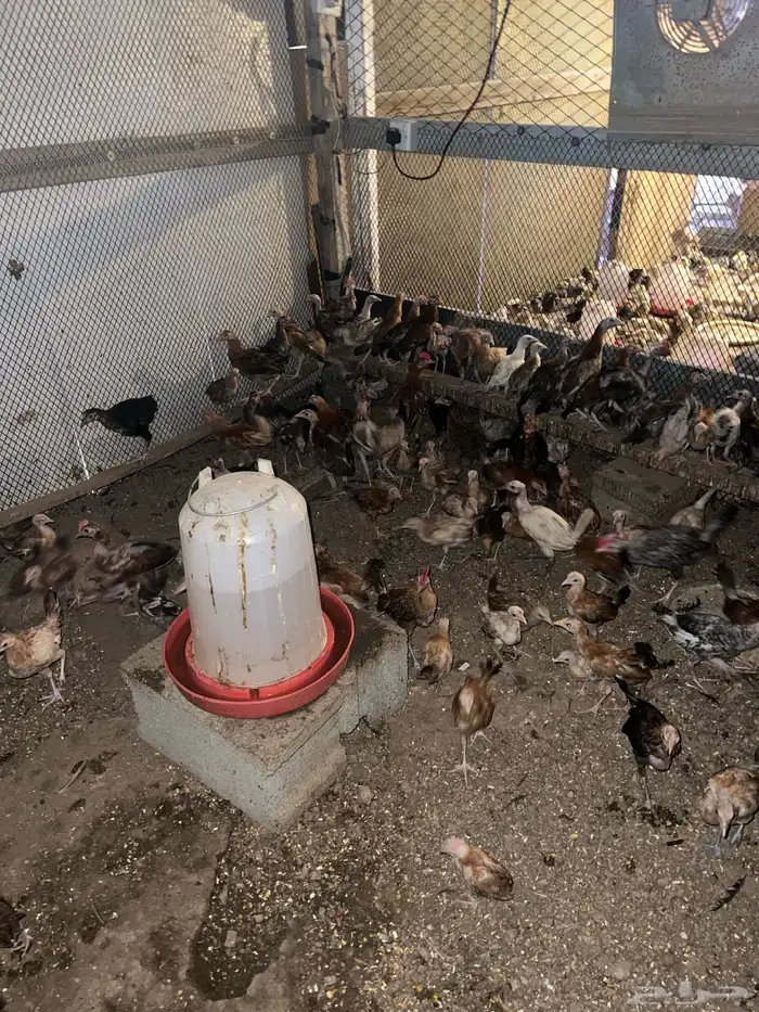 دجاج وصوص بلدي وفيومي كوشن مفتل العداد مفتوح 4