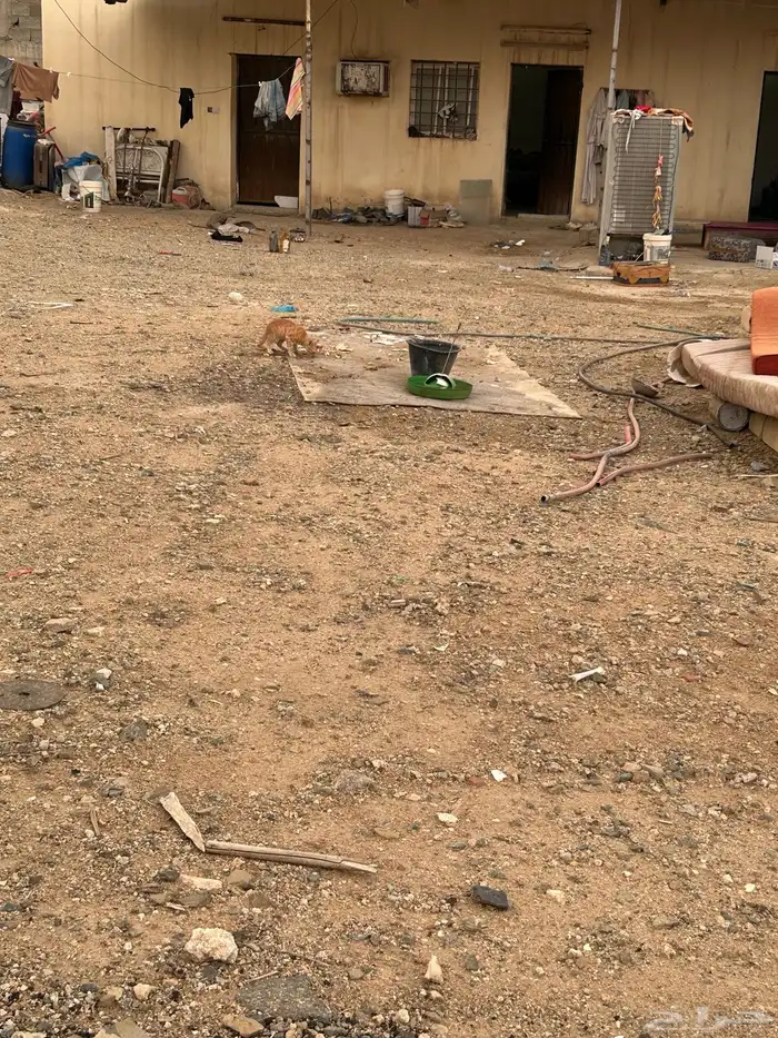 حوش للإيجار في جده حي المنتزه شرق السامر 0