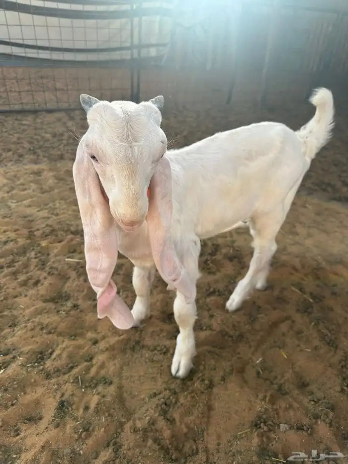 مشروع فحل داغر 4