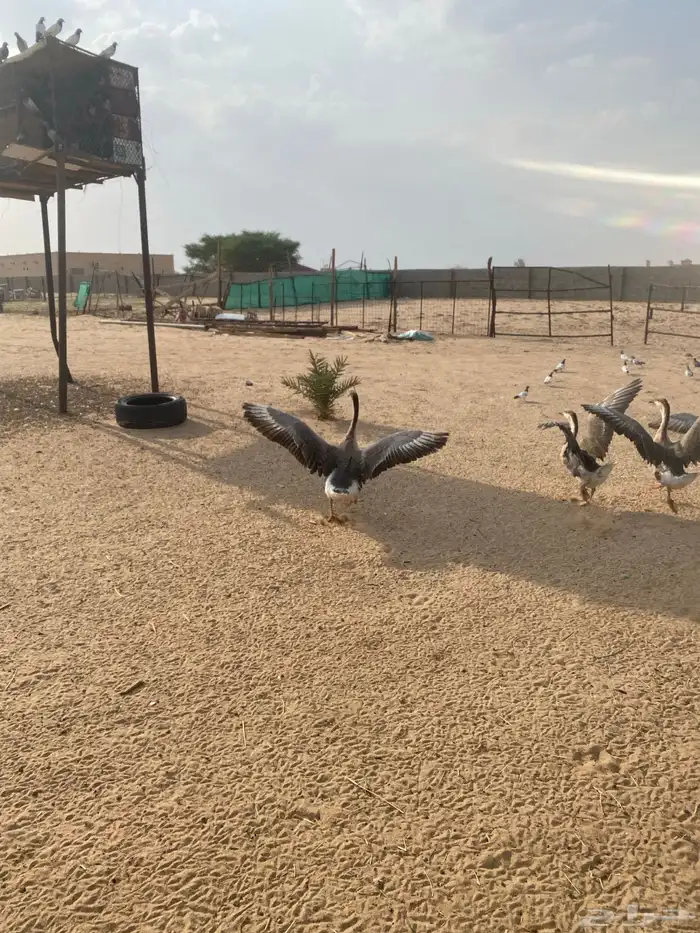 وز عراقي 1