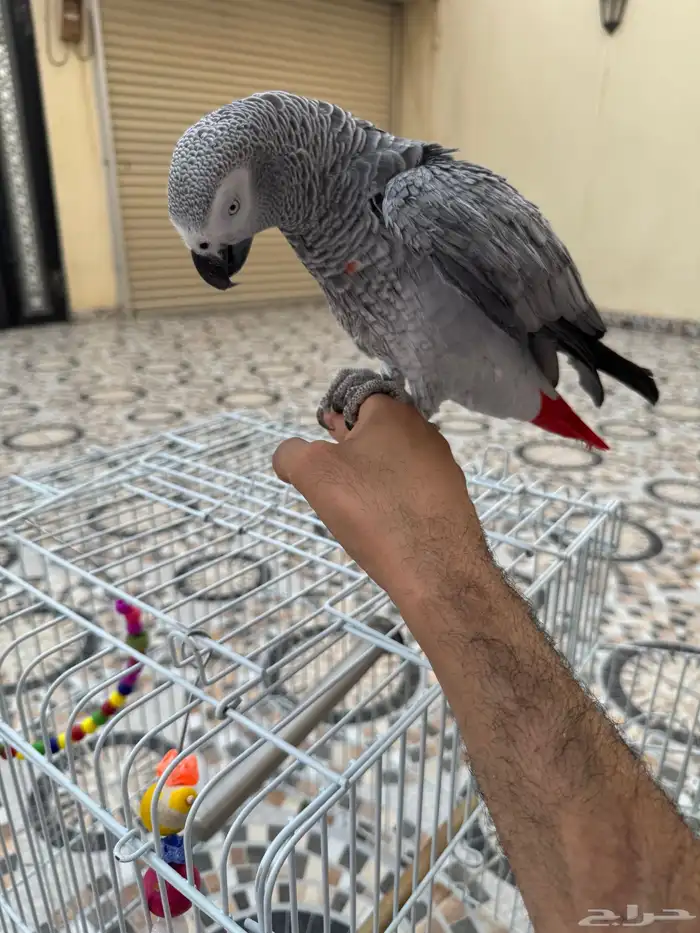 كاسكو اليف طفرة 5
