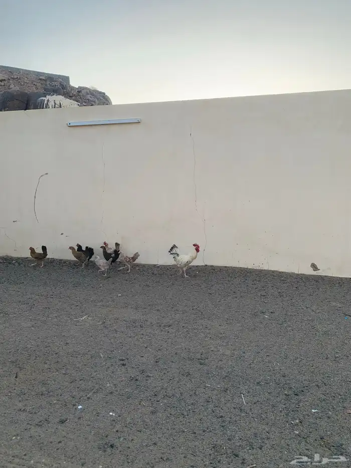 بلدي  دجاج طيب  موقع بيشة  عدد 6 3