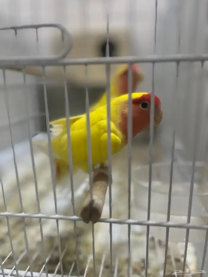 جوز روز لاتينو 4