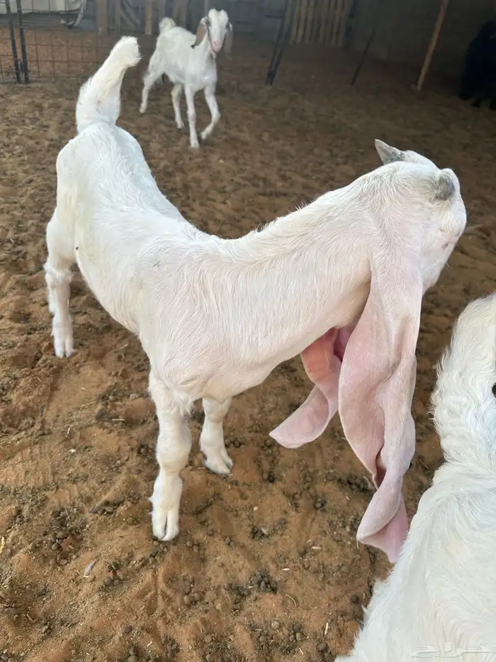 مشروع فحل داغر 2