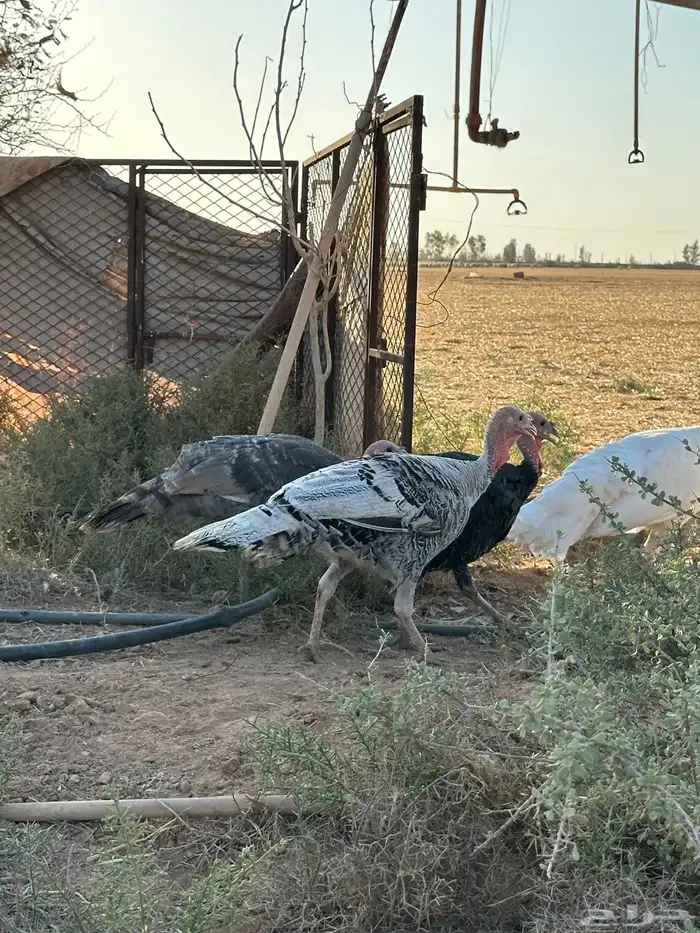 للبيع دجاج رومي 1