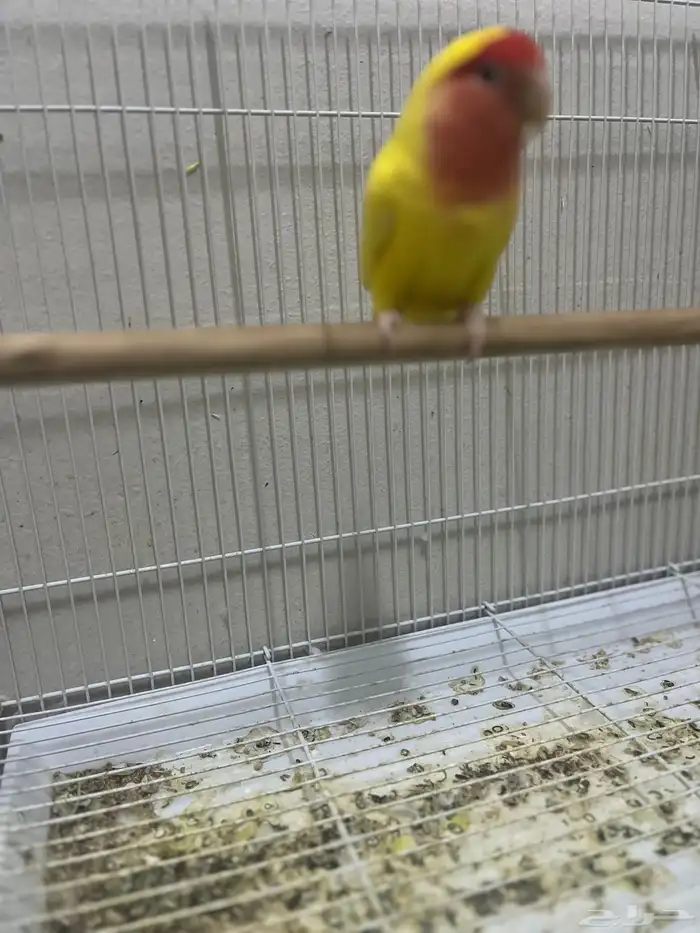 جوز روز لاتينو 1