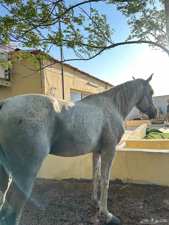 حصان خيل 3