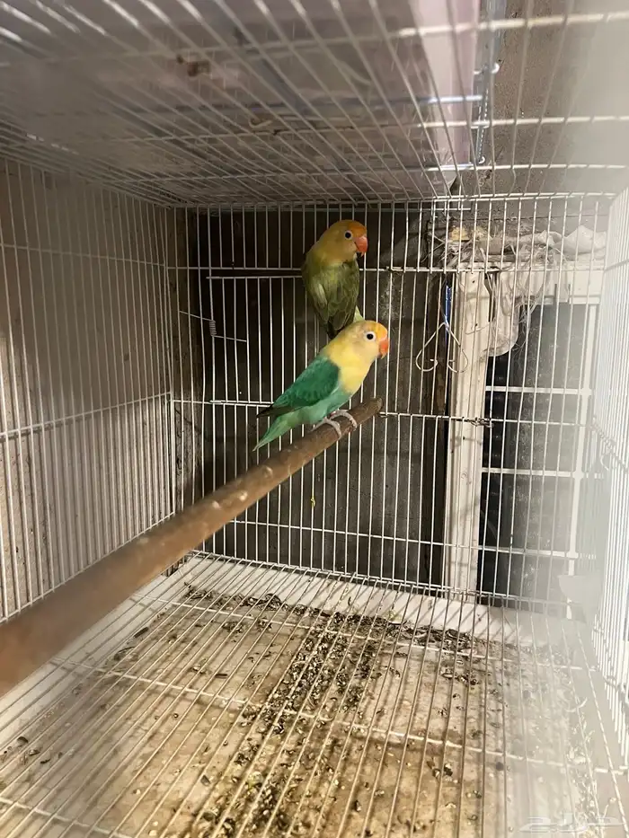 فيشر أوبلاين ألوان نوادر 0