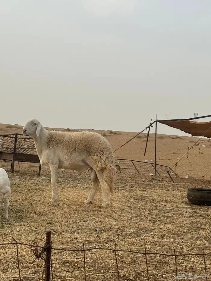 مشروع فحل صنف الصنف تمم البيع 1