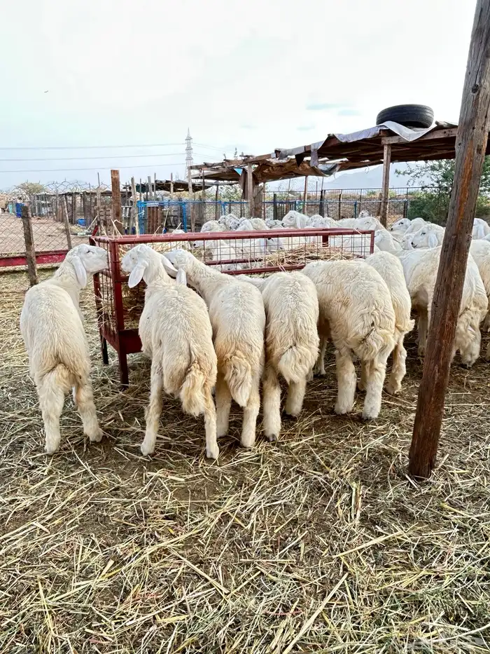 ذبايح حريه طليان و رخال 1