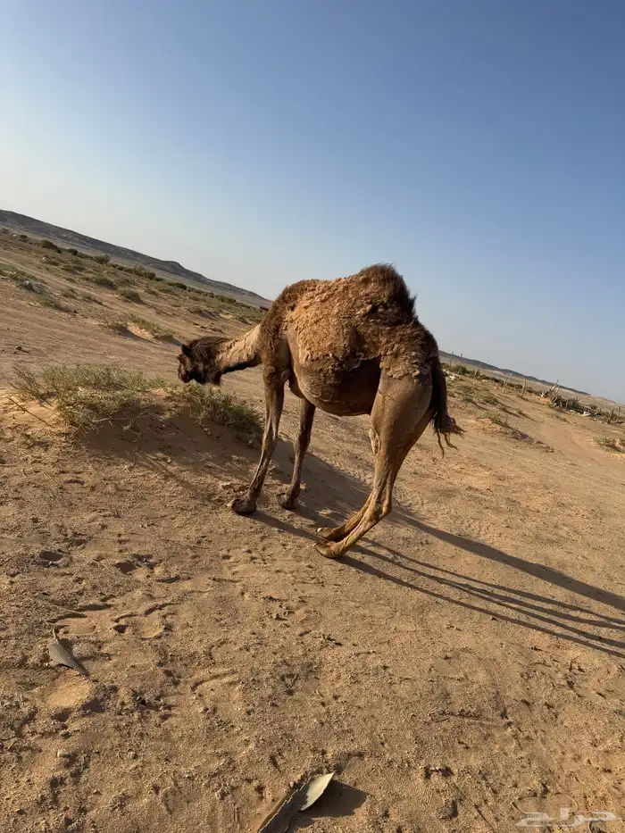 لقحه صفراء 0