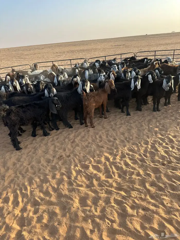للبيع تيوس 1
