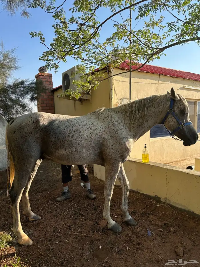 حصان خيل 1