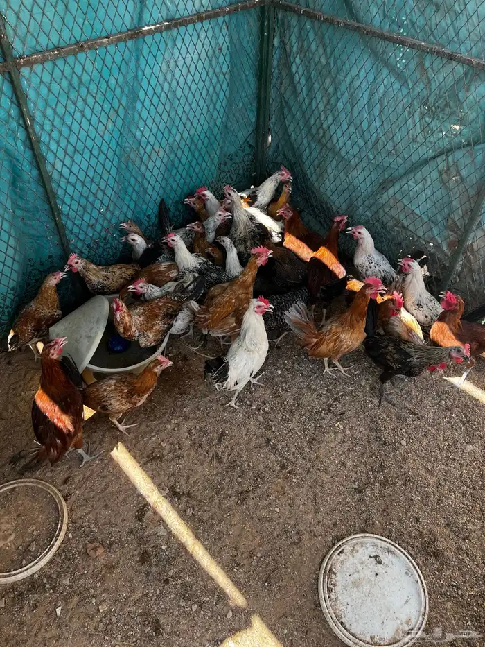ديوك اربع شهور ونص 1